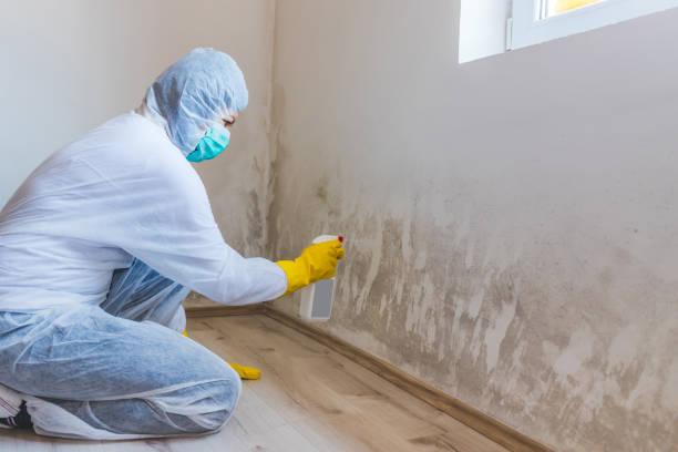 Licensed Black Mold Removal service in Amityville, NY - WQB Mold Removal