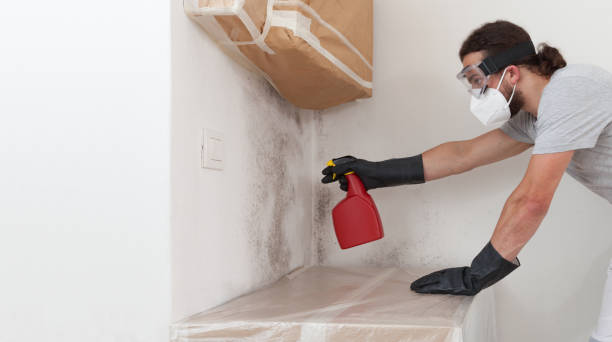 Professional Black Mold Removal technician working in Amityville, NY